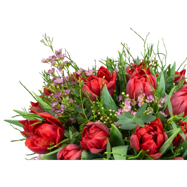 Kytice prémiových tulipánů